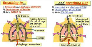 During inhalation, the diaphragm moves .